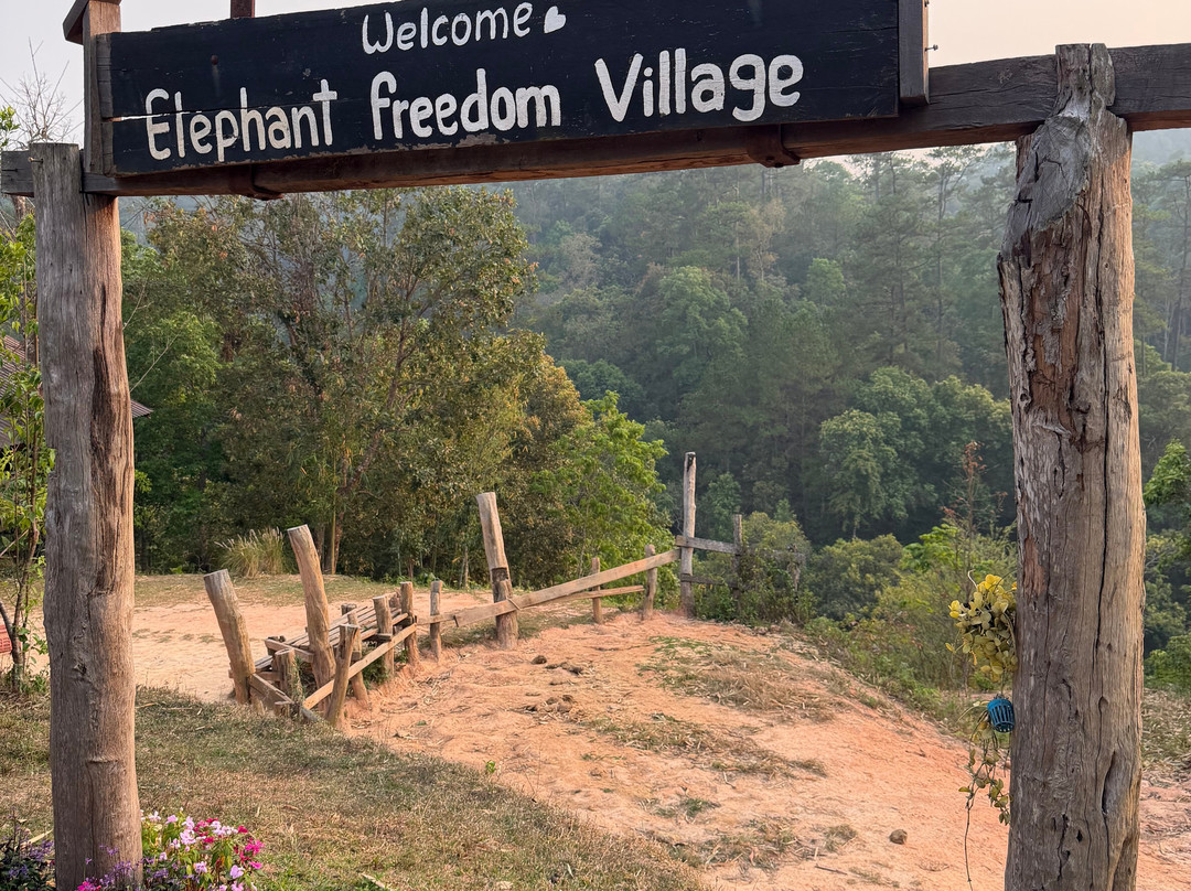 Elephant Freedom Village-清迈必去景点