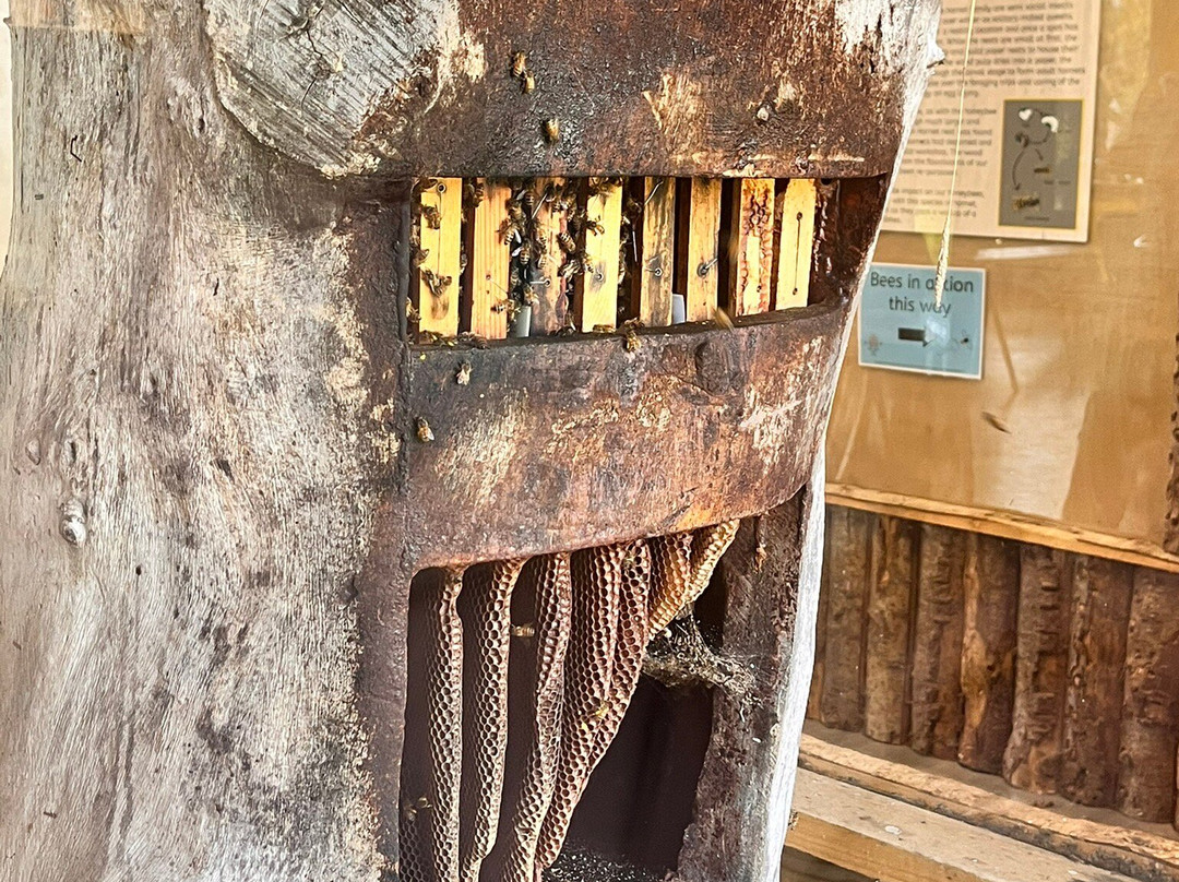 Quince Honey Farm-South Molton必去景点