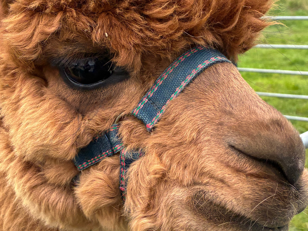 Brackenfield Alpacas-马特洛克必去景点