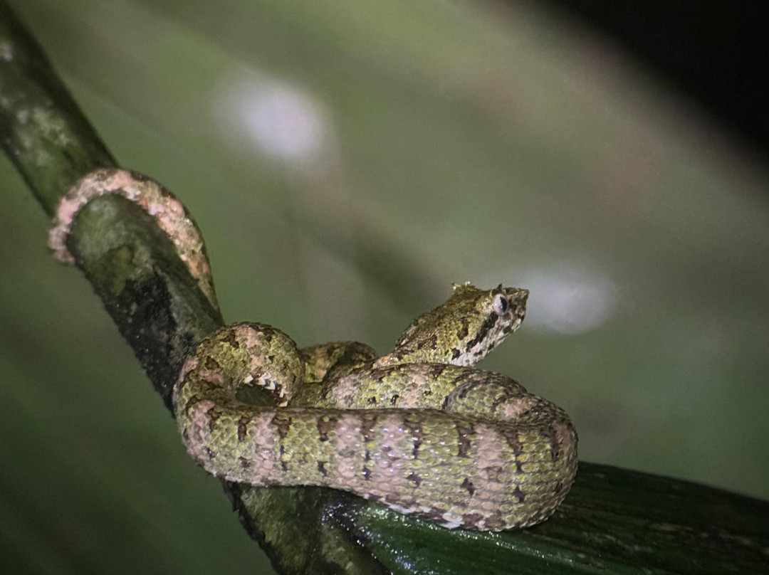 Papa's Place-La Fortuna必去景点