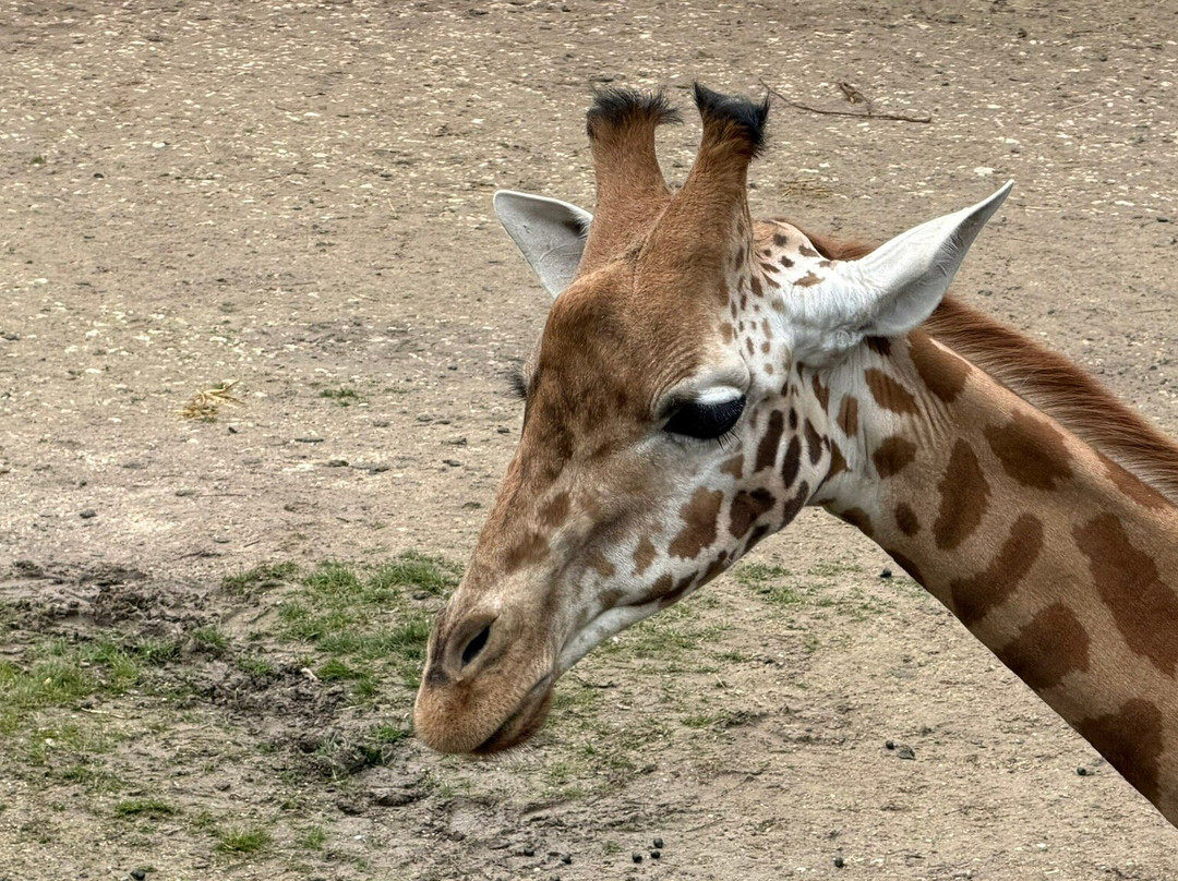 Zoo Basel-巴塞尔必去景点
