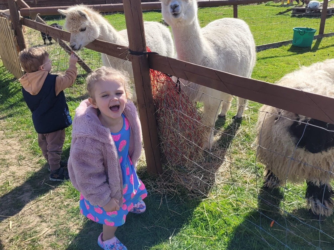Tiny Steps Petting Farm-Bourne必去景点
