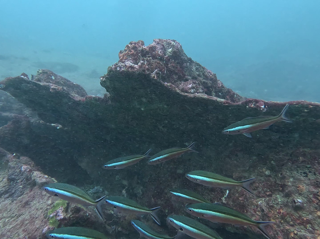 International Diving School-希克杜沃必去景点