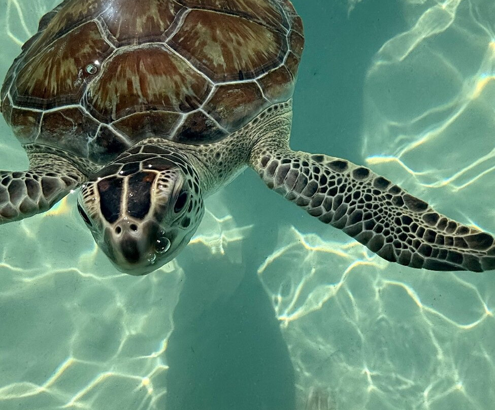 True Blue Charters | Spanish Wells Bahamas Guide-Spanish Wells必去景点