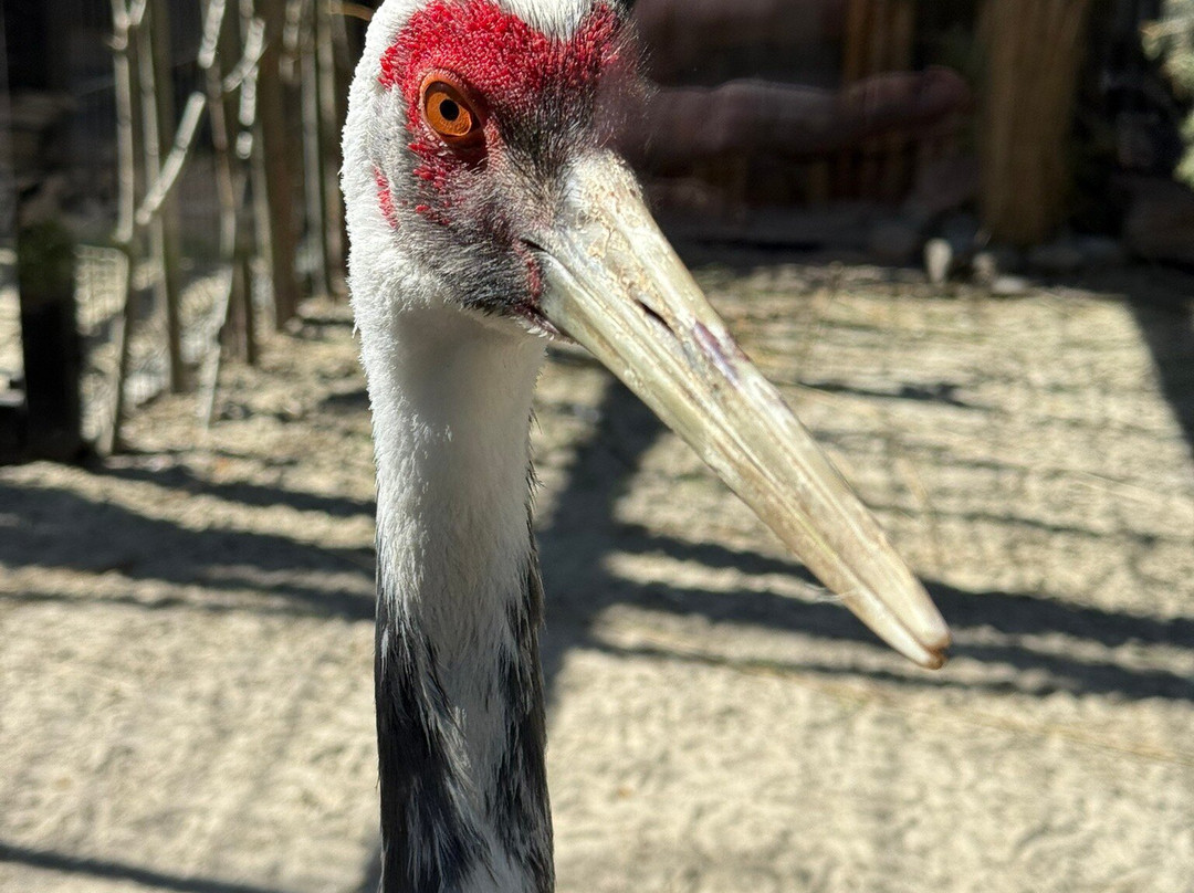 Chelyabinsk Zoo-车里雅宾斯克必去景点