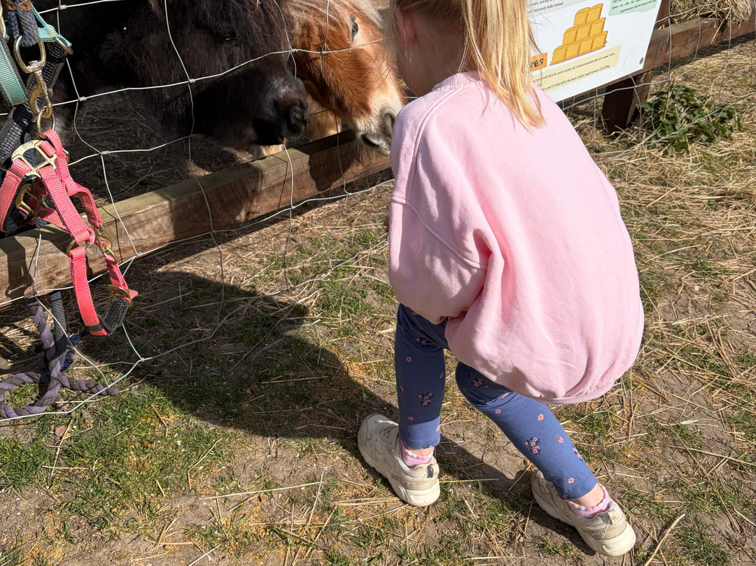 Stantons Farm - Petting Farm-Black Notley必去景点