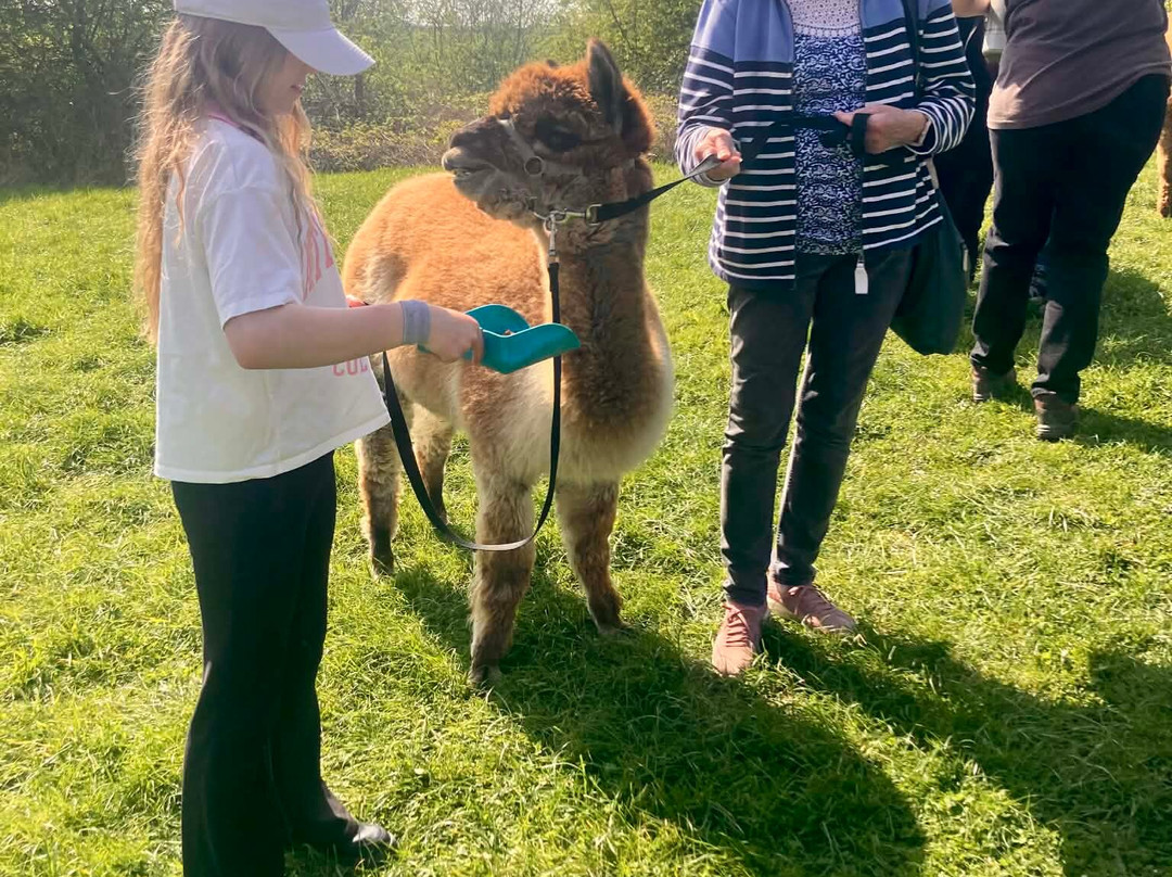 The Alpaca Centre at JandJ Alpacas-特伦特河畔纽瓦克必去景点