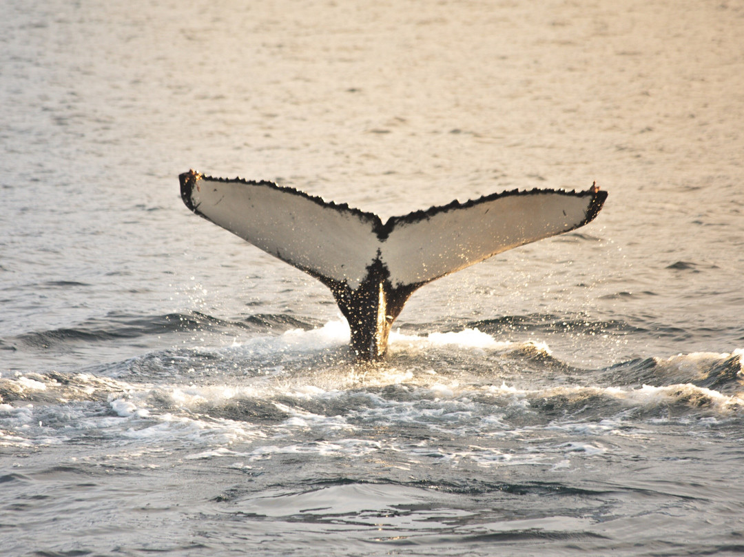 Whale Fairytale