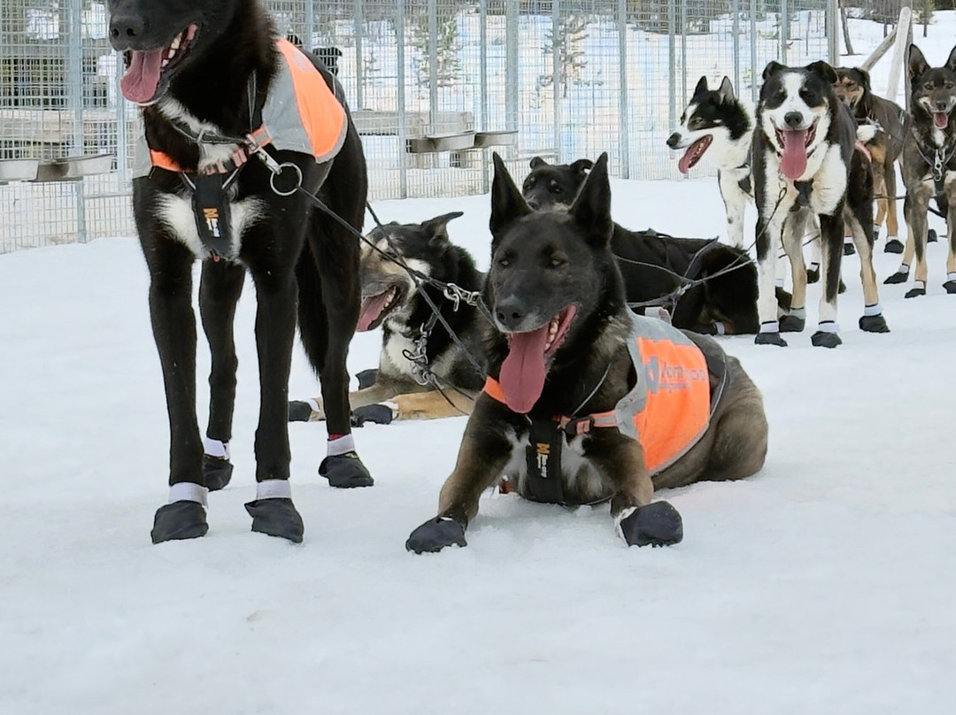 The Howling Dog Farm-Vemdalen必去景点