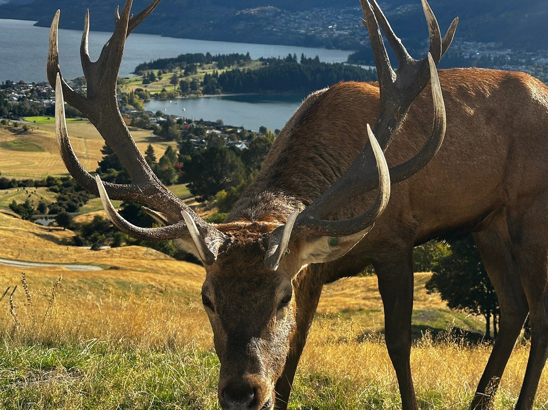 Deer Park Heights-皇后镇必去景点
