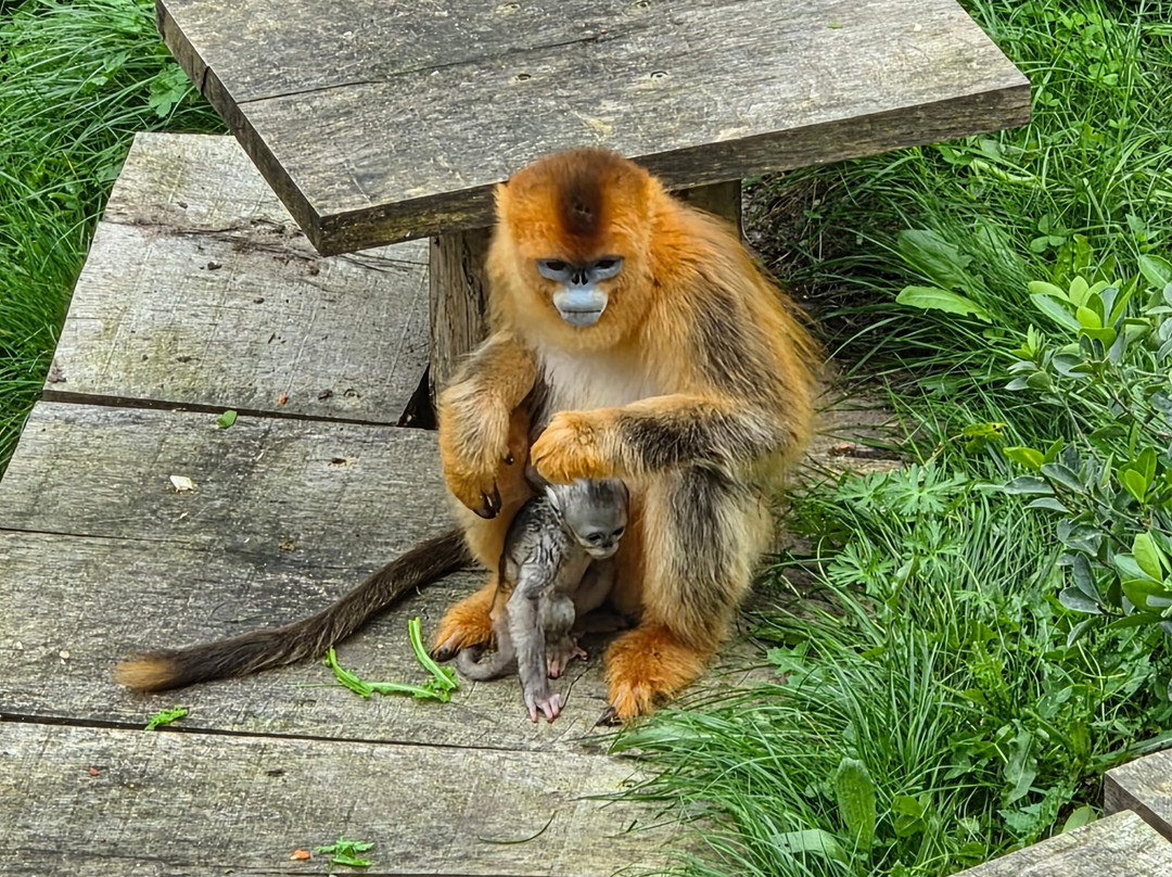 ZooParc de Beauval-圣艾尼昂必去景点