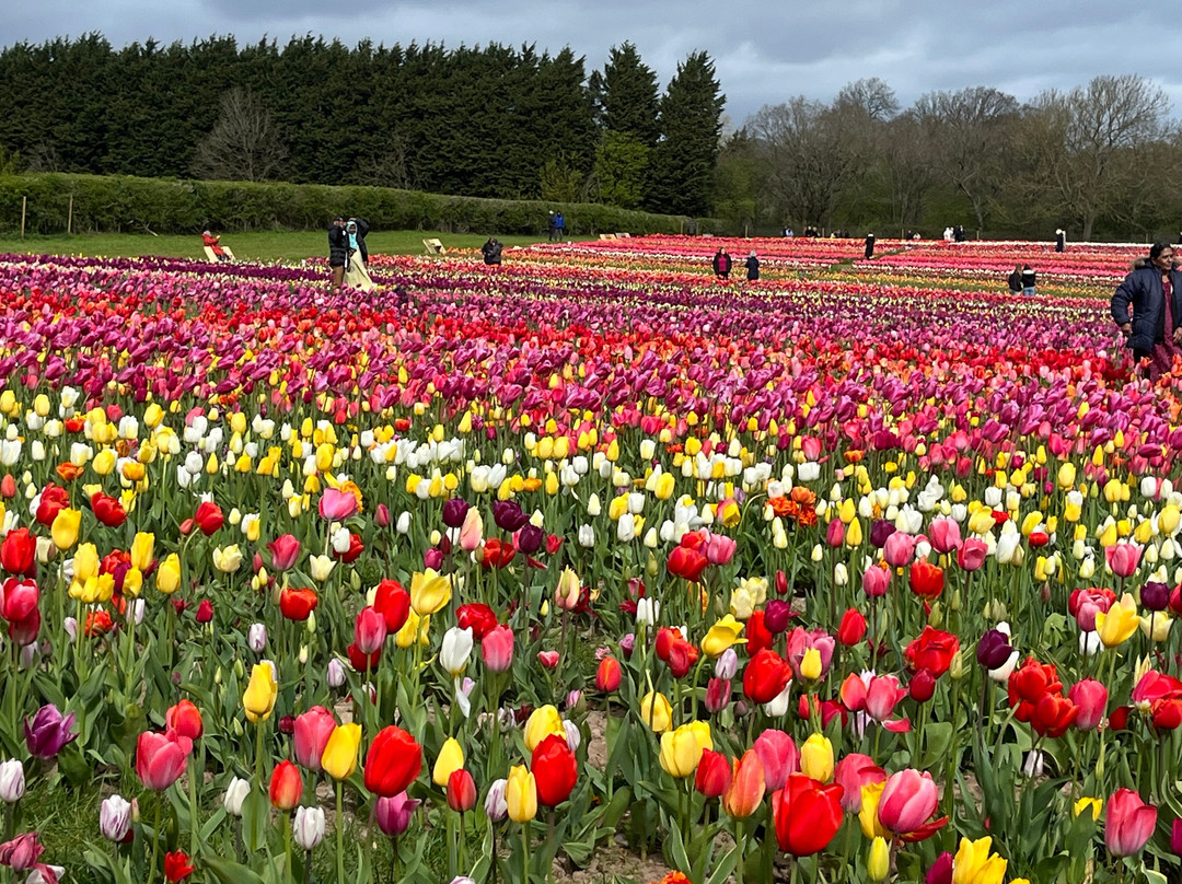 Tulleys Tulip Garden - Warwickshire-沃里克必去景点