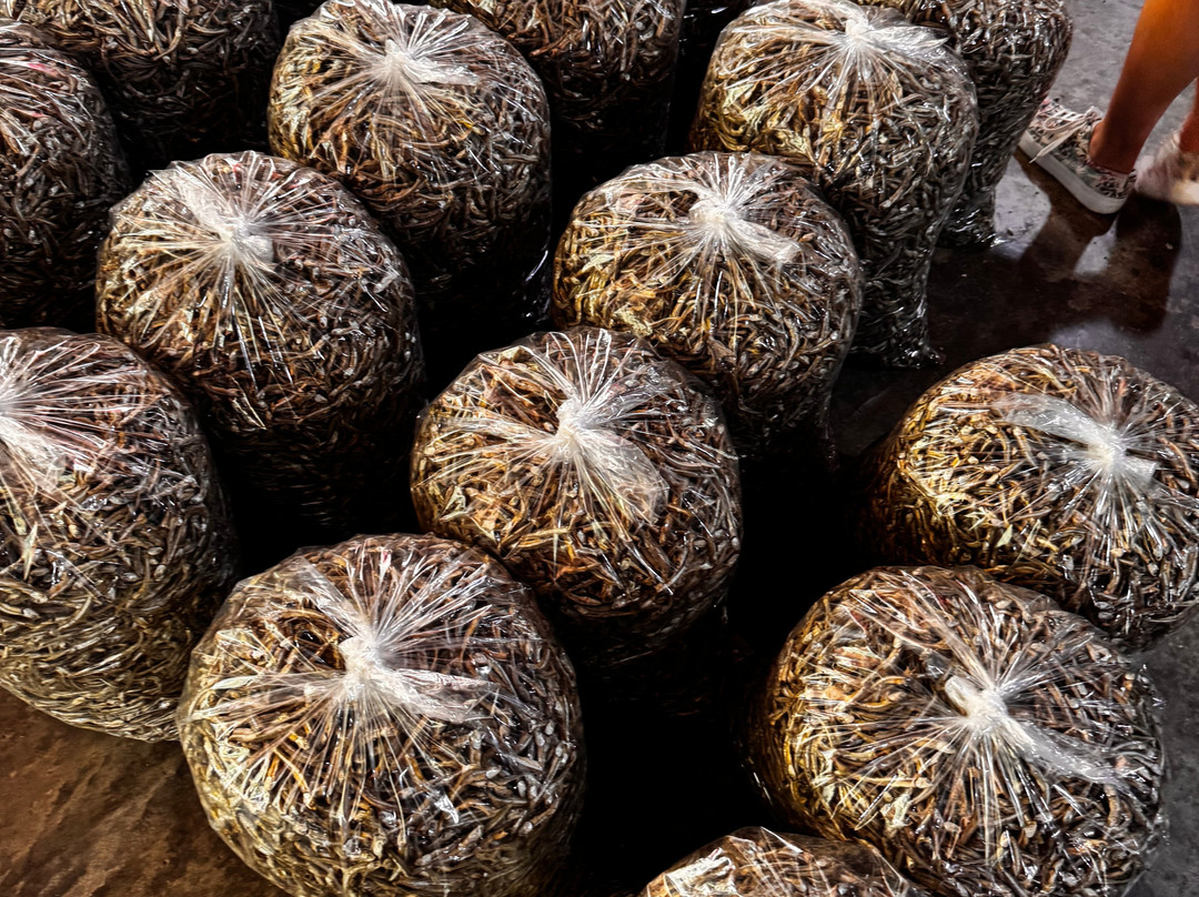 Our Magical Thailand-阁耀亚伊岛必去景点