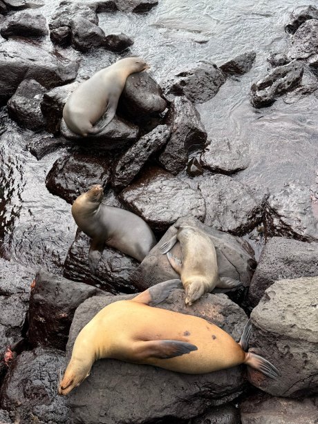 英迪格酒店 加拉帕戈斯 洲际酒店集团-旅行者