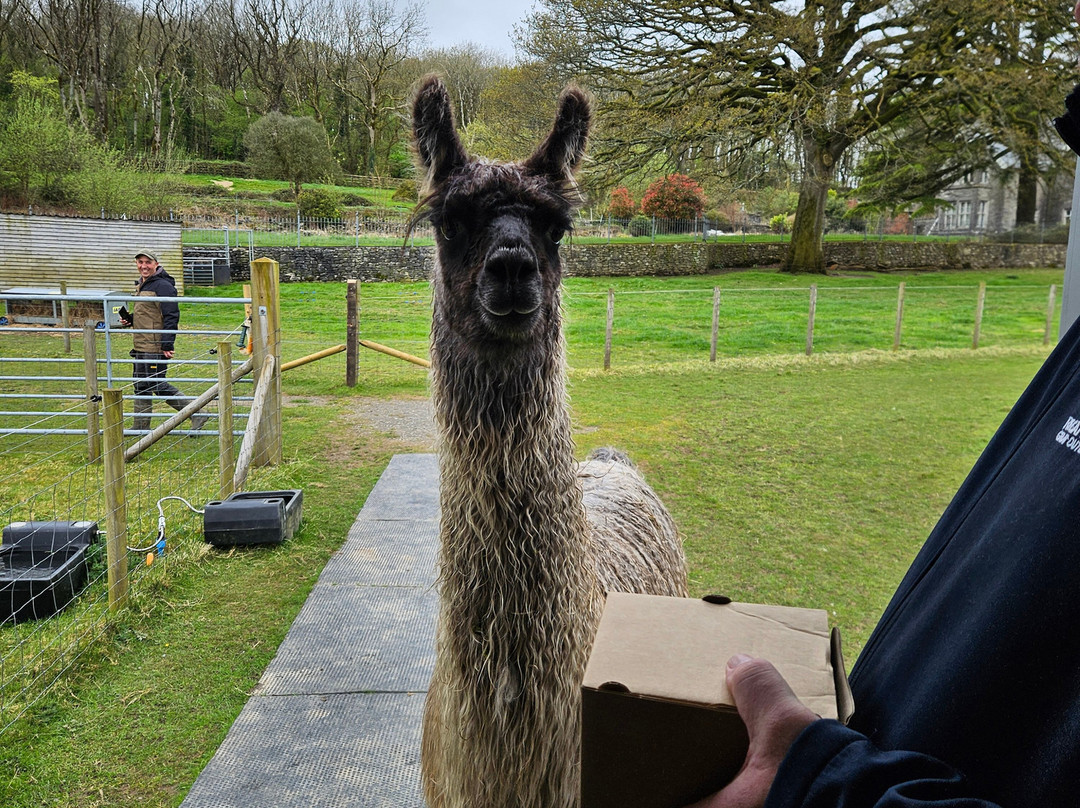 Bardsea Alpacas And Llamas-Bardsea必去景点