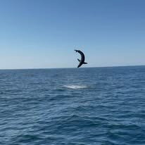 Black Rose Fishing Charters-Marshfield必去景点