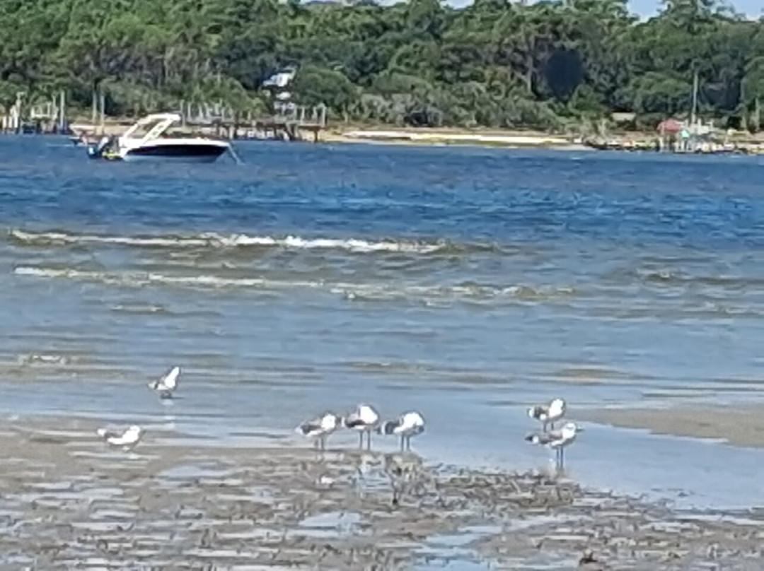 Masonboro Island Reserve-威尔明顿必去景点