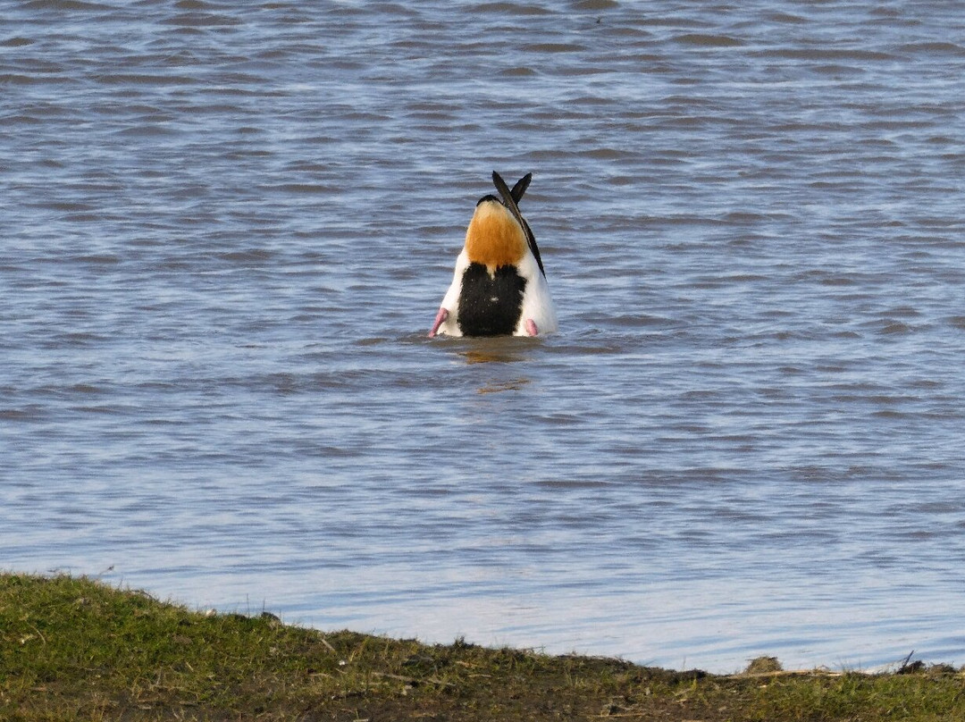 RSPB Saltholme-米德尔斯堡必去景点