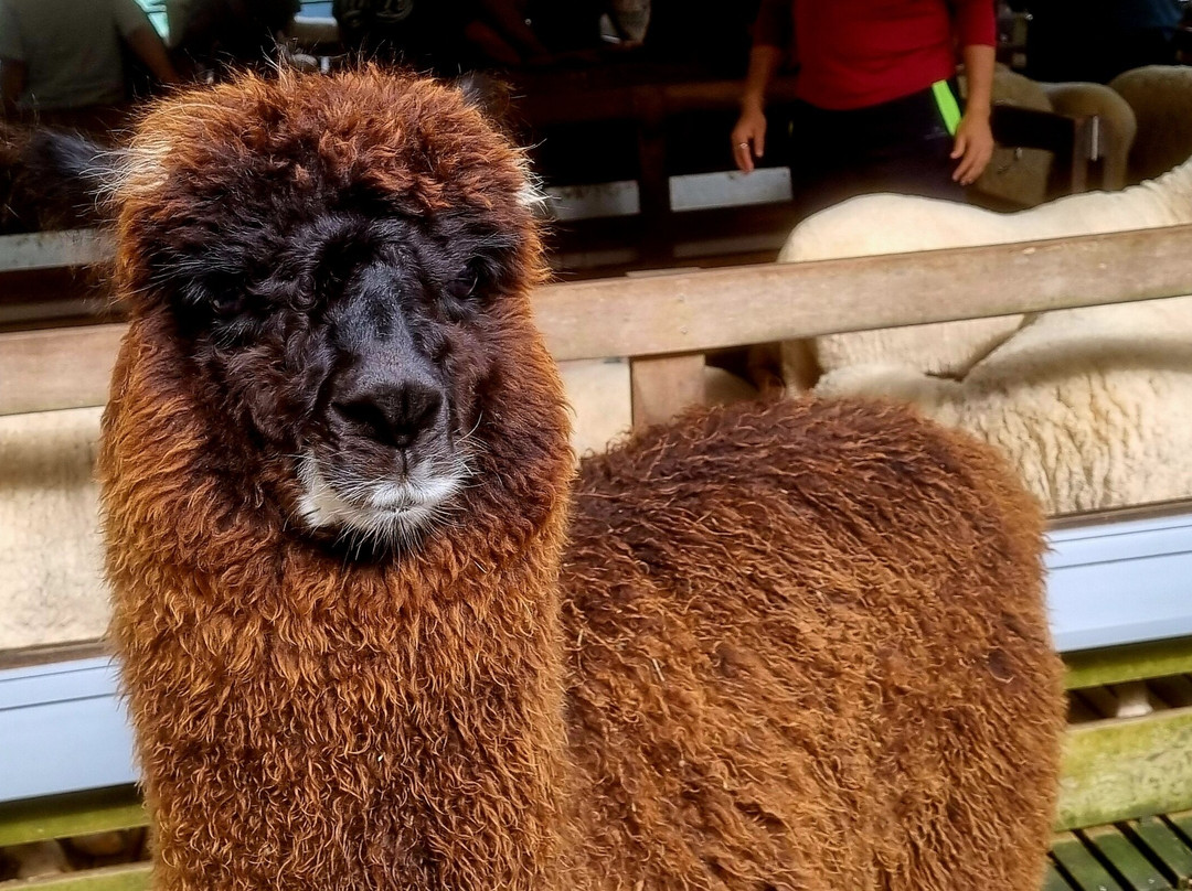 The Sheep Sanctuary-碧兰璋必去景点