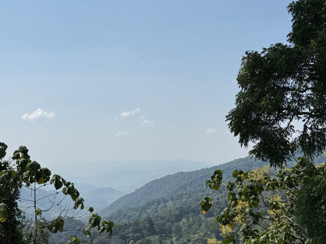 Mambo Gorilla Safari Uganda-吉佳利必去景点