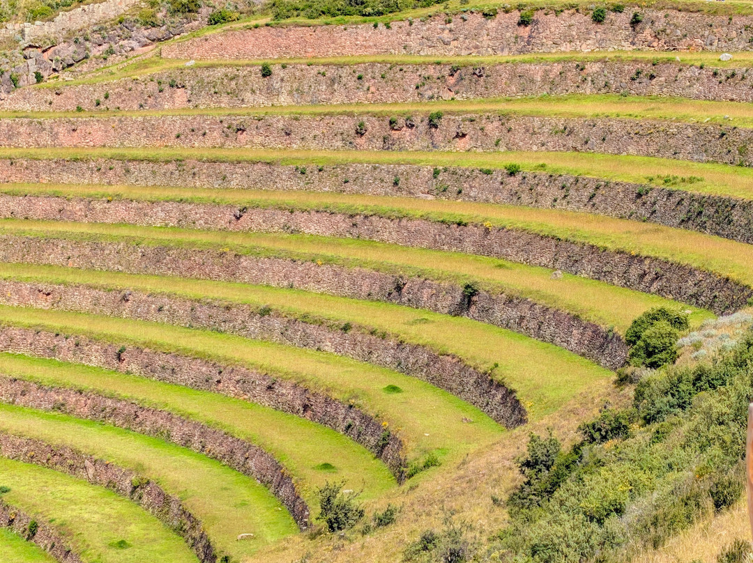 Alpaca Expeditions-库斯科必去景点