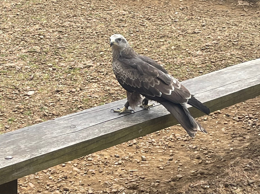 Cotswold Falconry Centre-莫顿因马什必去景点