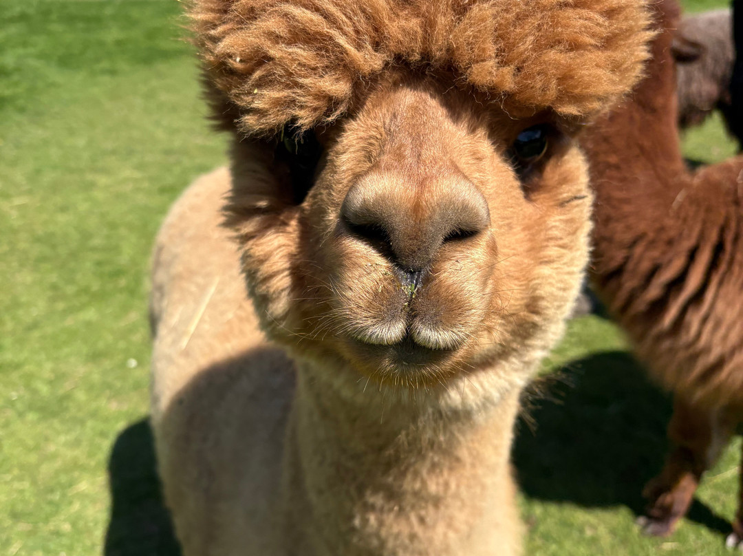 Bell Farm Alpacas-Pensford必去景点