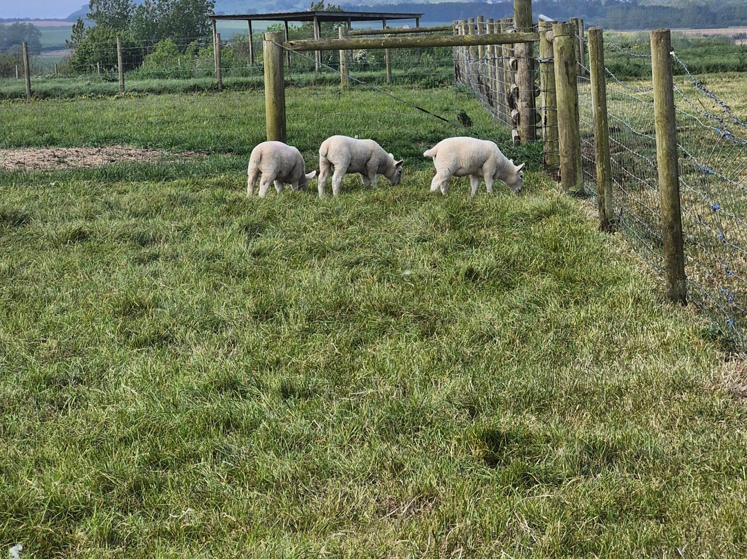 Tapnell Farm Park-雅茅斯必去景点