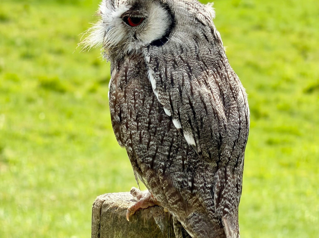 UK Owl And Raptor Centre-Groombridge必去景点