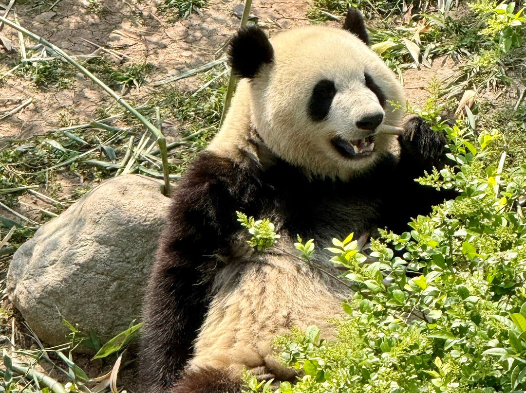 China Highlights-成都必去景点