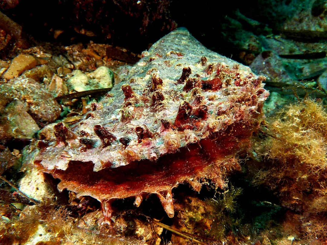 MDS My Diving School-卡拉多尔必去景点