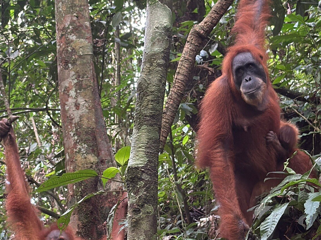 Sumatra Orangutan Explore-武吉拉旺必去景点