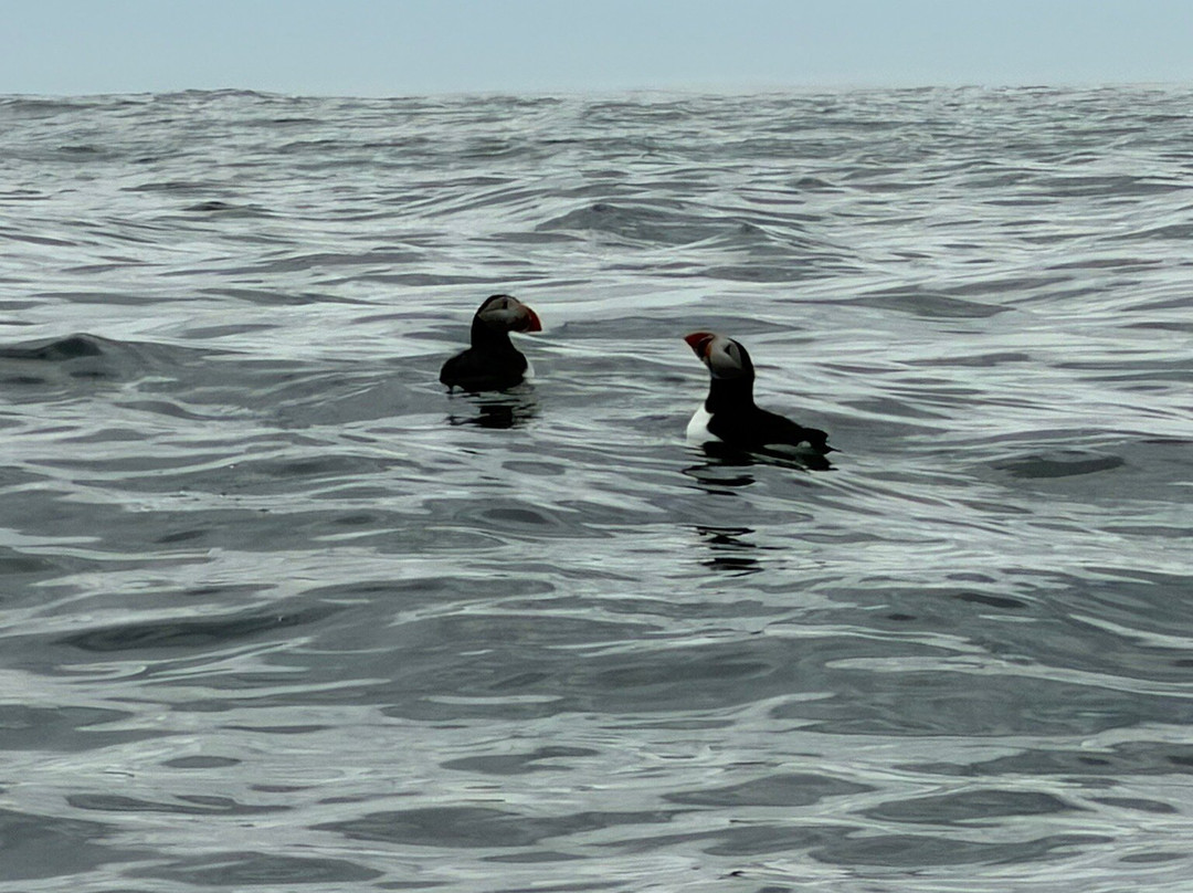 Acadia Puffin Cruise-Steuben必去景点