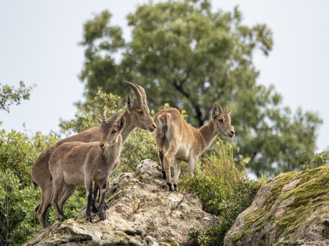 Sierra de Andújar – Lynx Territory-Andujar必去景点