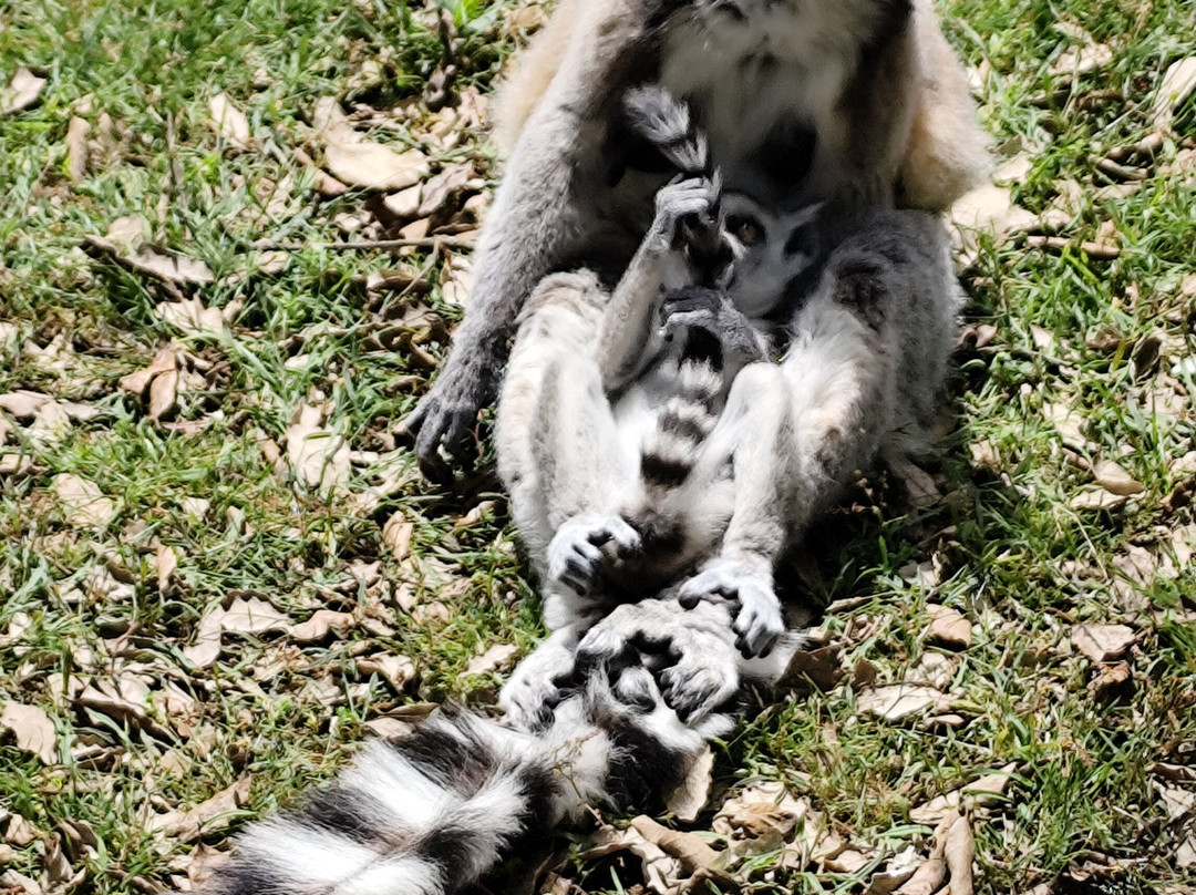 Zoo De Labenne-Labenne必去景点