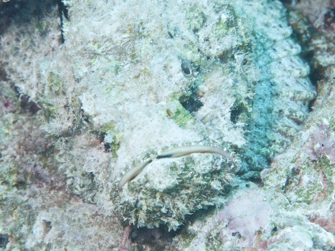 Alex Salamander Diving-马蒂兰港必去景点