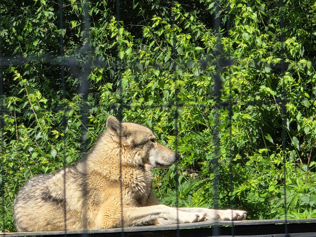 Wolf Sanctuary of PA-利蒂茨必去景点
