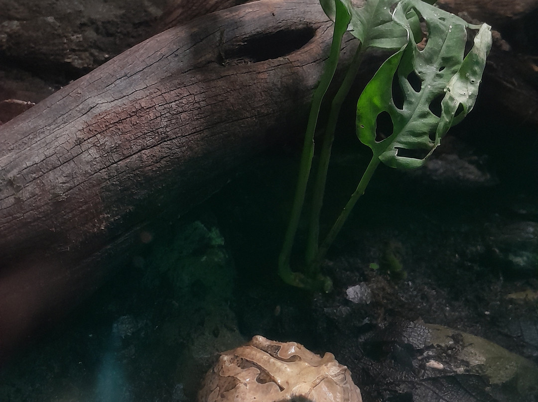 Acuario Michin Guadalajara-瓜达拉哈拉必去景点