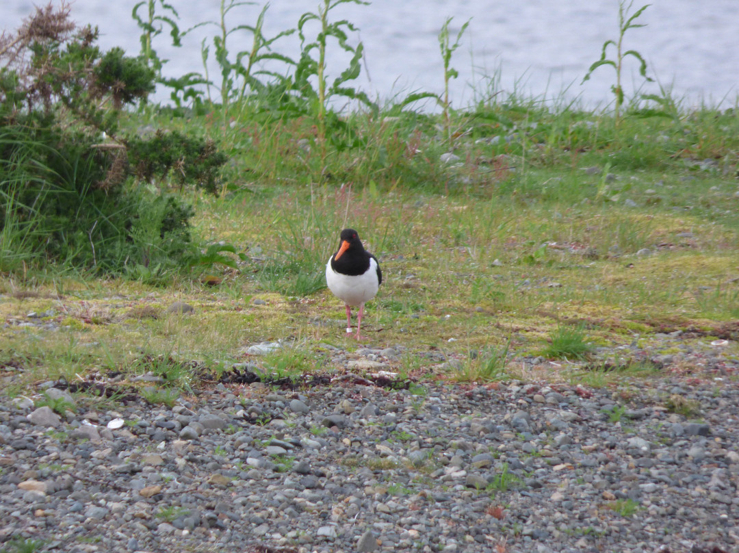 Mull Wildlife Breaks-Salen必去景点