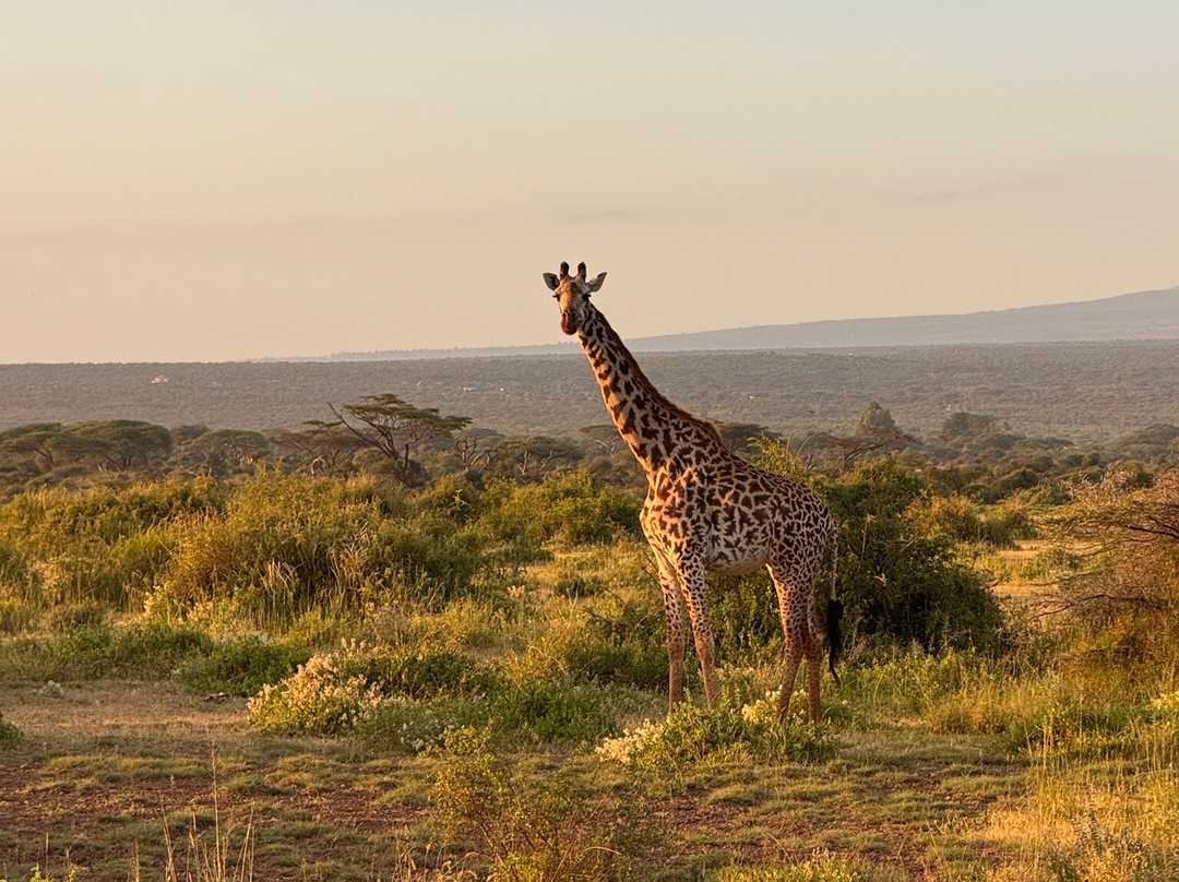 Bienvenido Kenya Tours and Safaris-山祖必去景点