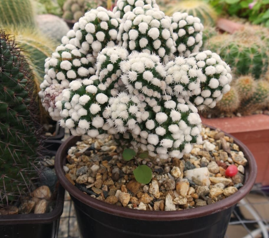 Greenhouse of Exotic Plants-Lazarevskoye必去景点