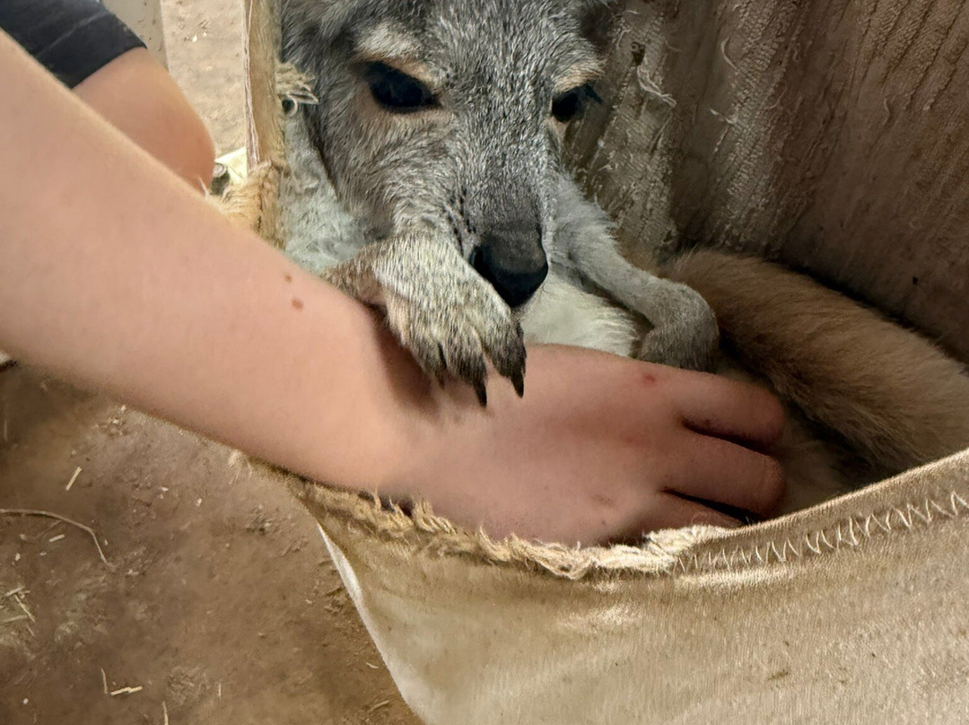 Kangaroo Haven-库努纳拉必去景点