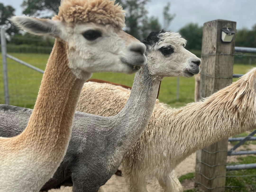 Reservoir Alpacas-Chard必去景点