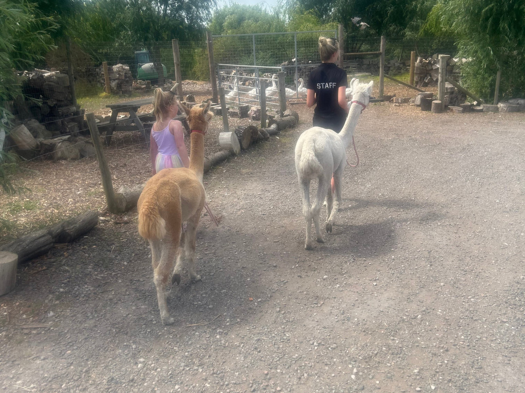 Nanny Sharon's Alpaca Farm C.I.C-Prenton必去景点