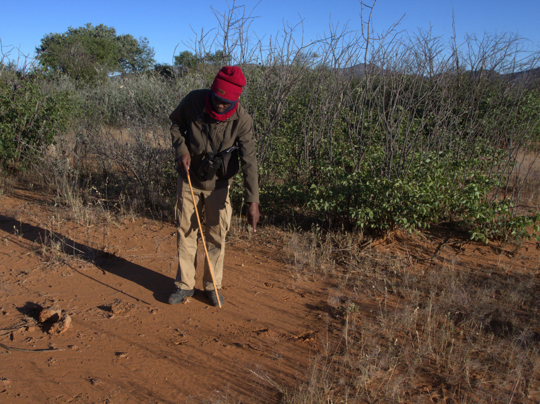Kunene Elephant Walk