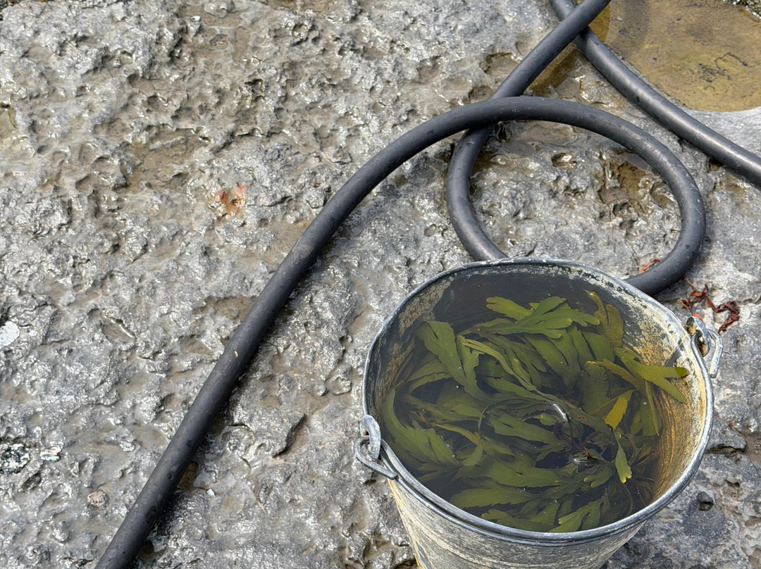 Wild Atlantic Seaweed Baths-Ballaghaline必去景点