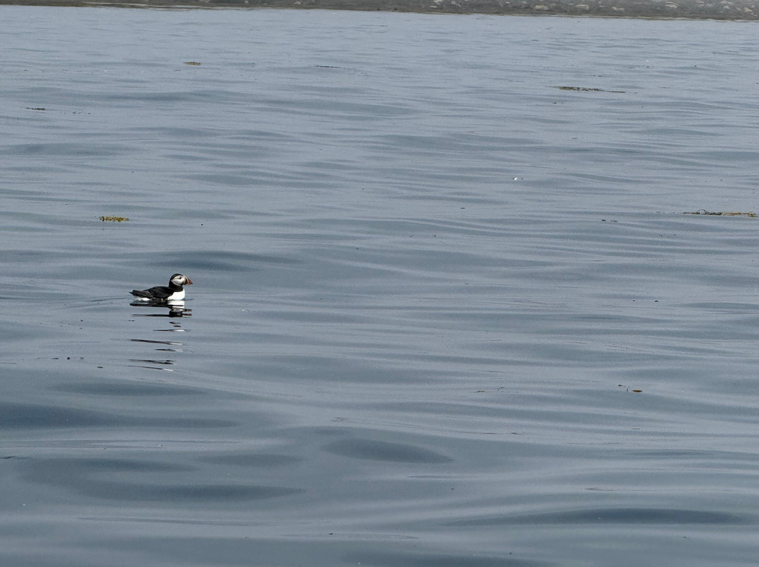 Acadia Puffin Cruise-Steuben必去景点