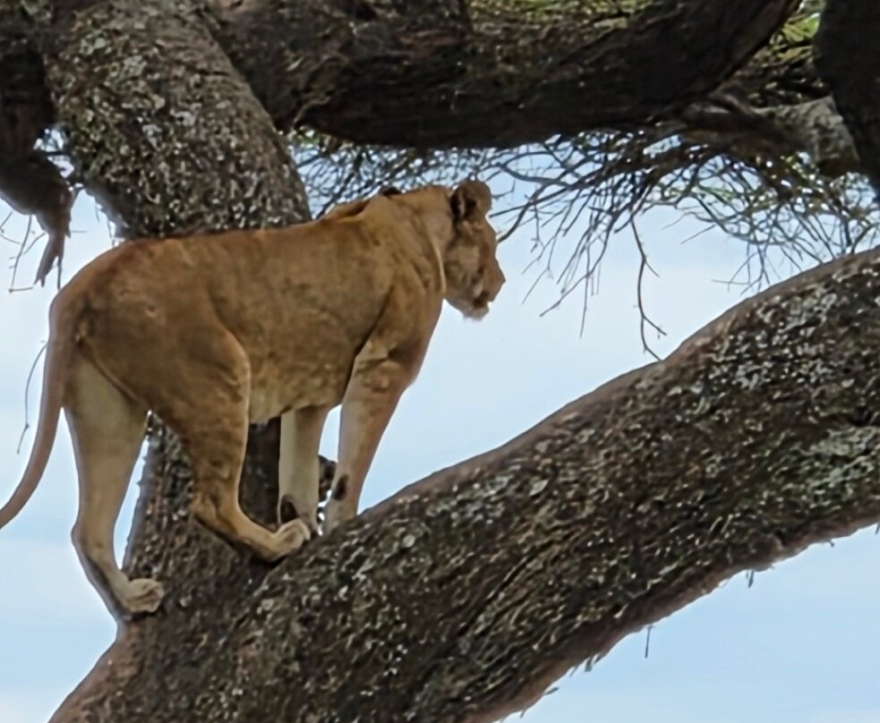 Tanzania Pure Nature and Travel-莫西必去景点