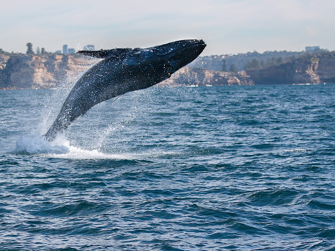 Go Whale Watching Sydney-悉尼必去景点