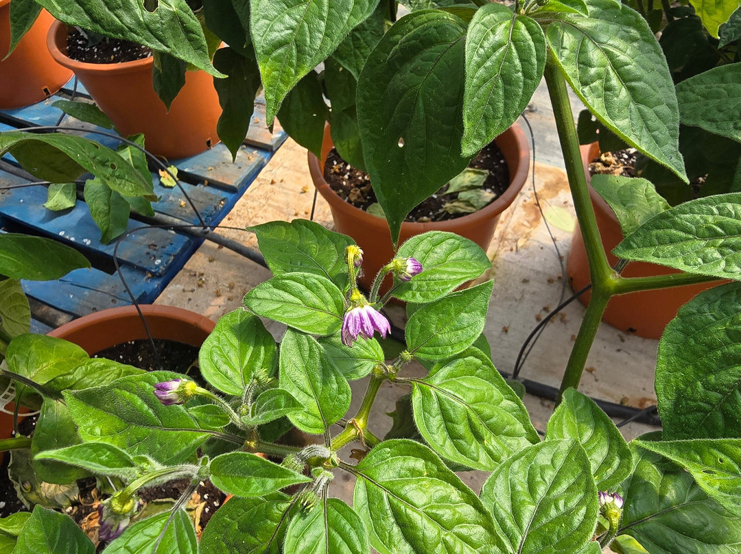 Edible Ornamentals-Chawston必去景点
